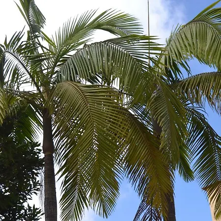 In 2n Funchal (Madeira)